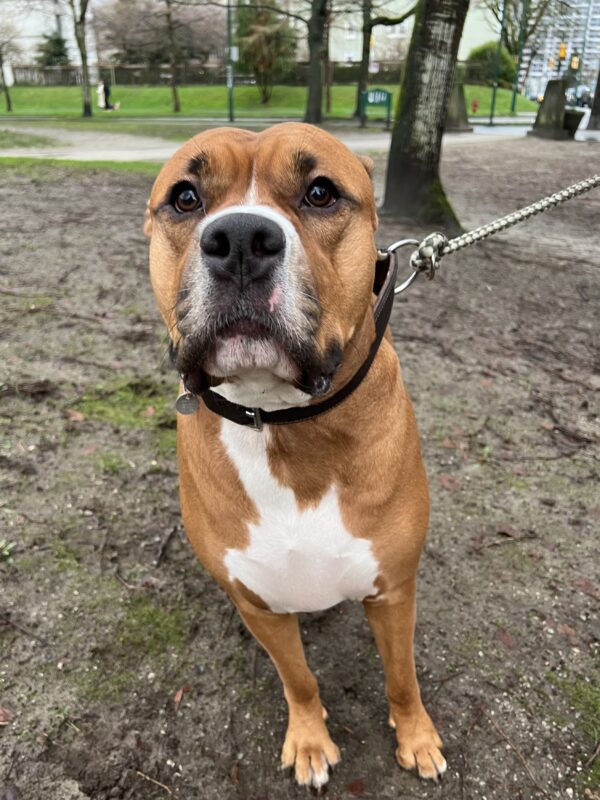 American Pit Bull Terrier Staffordshire Terrier Boxer Mix