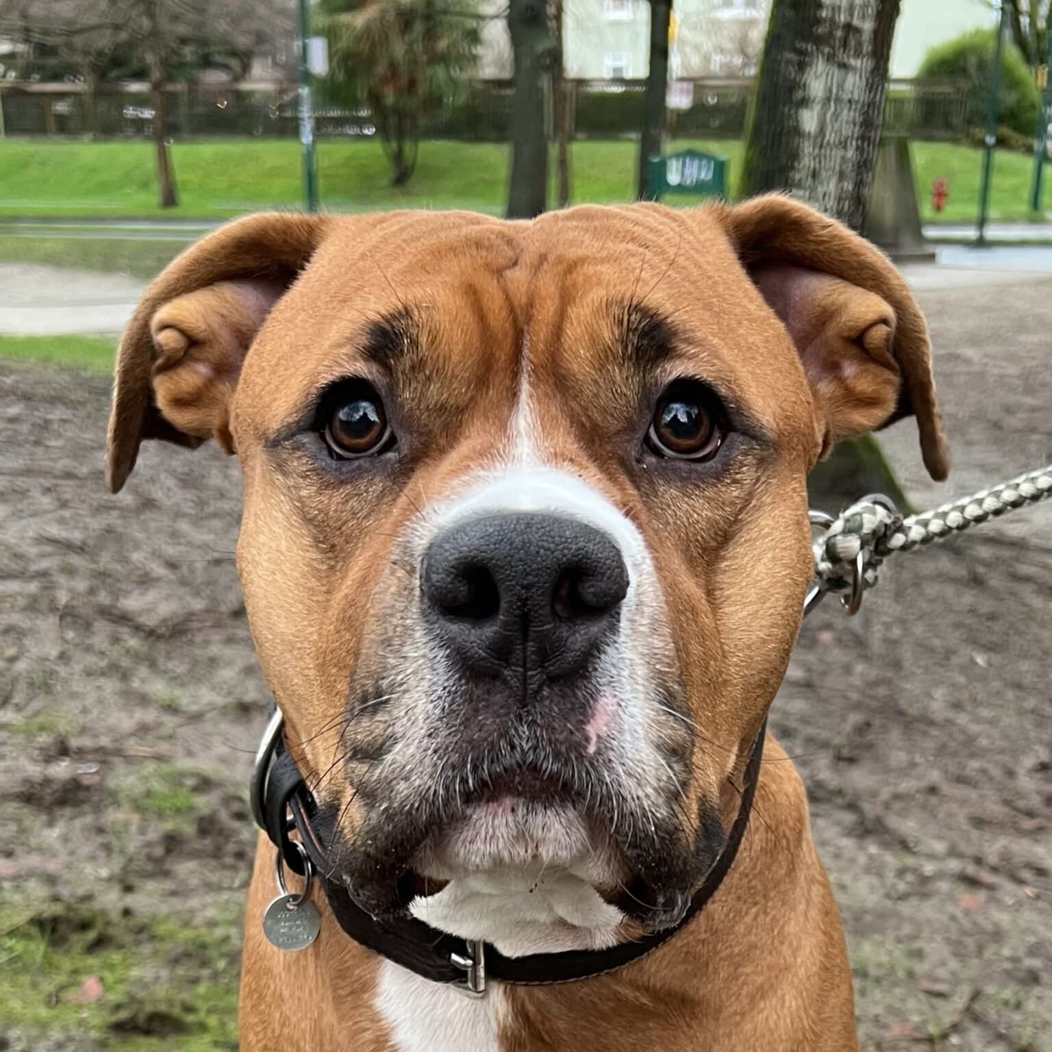 American Pit Bull Terrier Staffordshire Terrier Boxer Mix