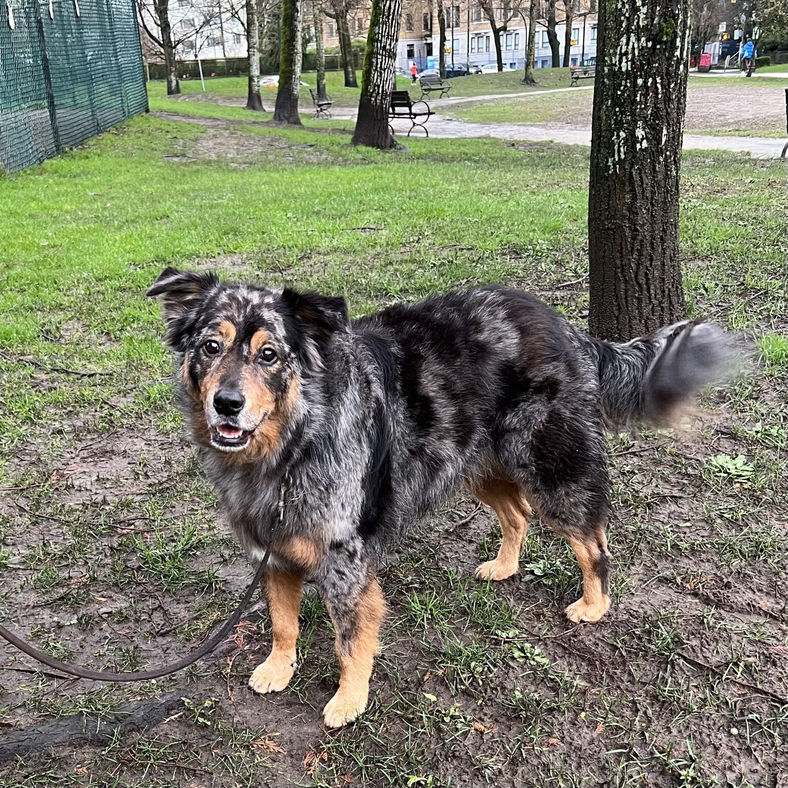Beautiful Blue Merle Australian Shepherd Mix