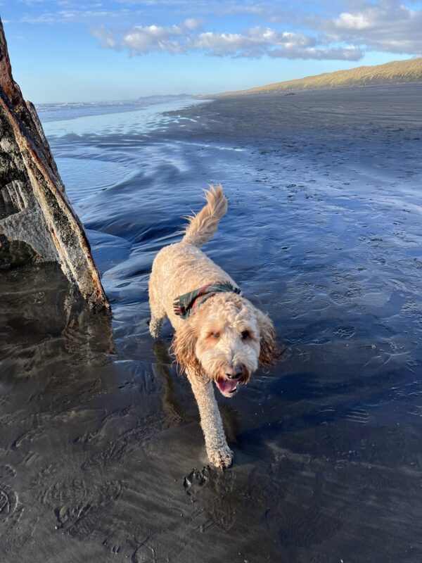 Now, let's see how long YOU smell like you've been here! Goldendoodle On A Beach