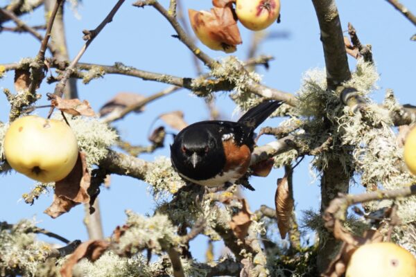 Spotted Towhee In Apple Tree