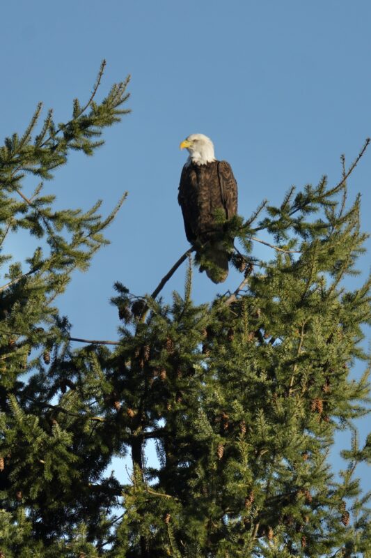 Bald Eagle In Tree In Oregon