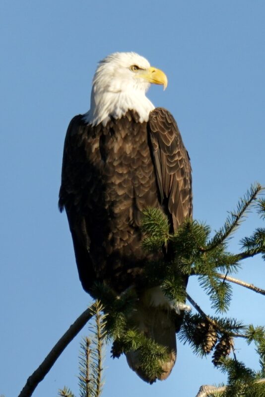 Bald Eagle In Tree In Oregon