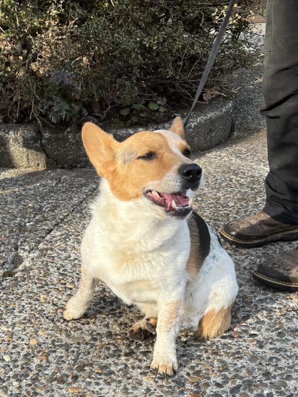 Australian Cattle Dog Pembroke Welsh Corgi Mix
