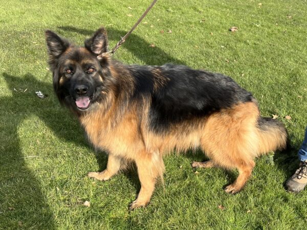 Fluffy German Shepherd