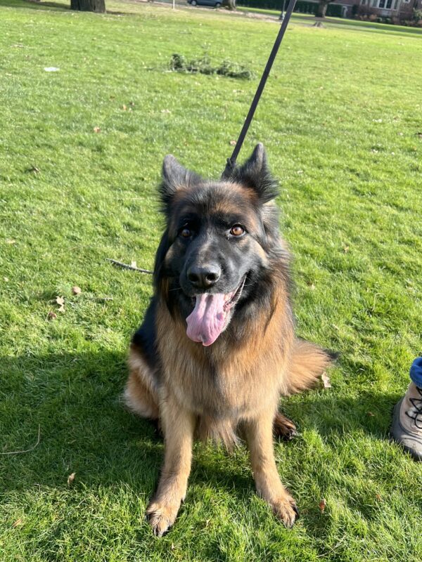 Fluffy German Shepherd