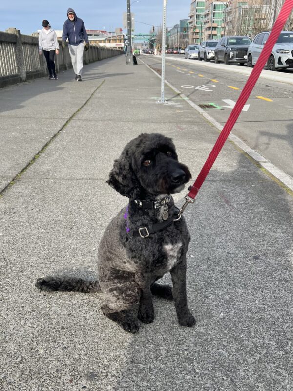 Pff I'm not SHY I'm DISCERNING! Black Labradoodle With White Medallion Giving Side-Eye