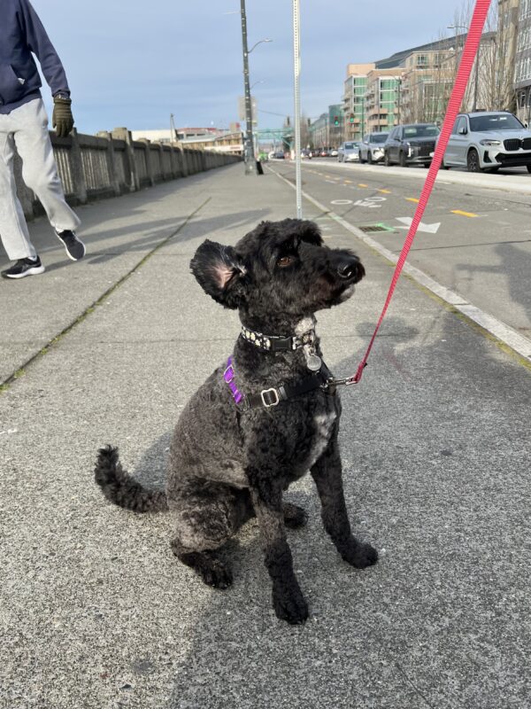 Say WHAAAAAA? Black Labradoodle Apparently Raising One Ear