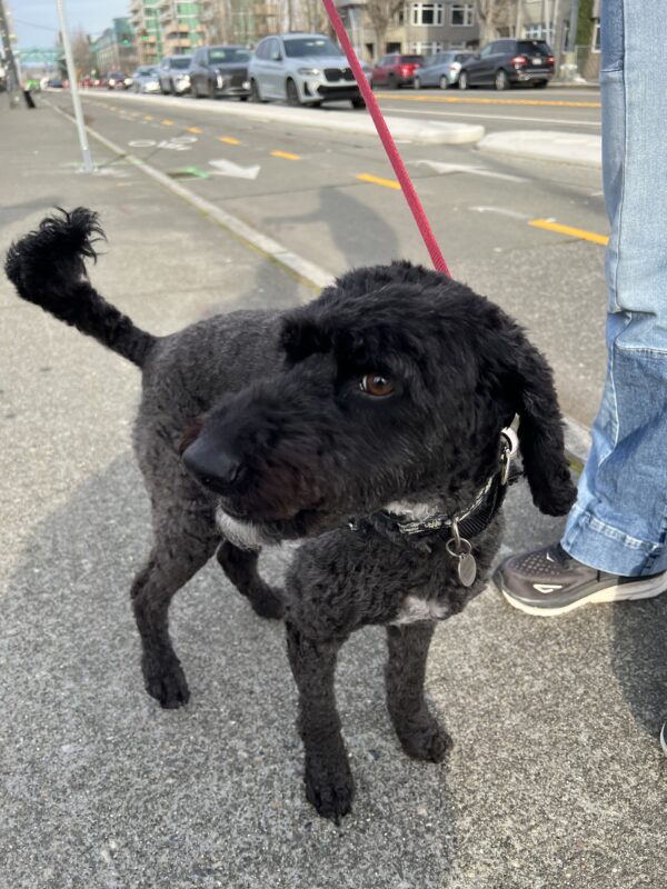 Pfff ha ha I'm just foolin! Black Labradoodle