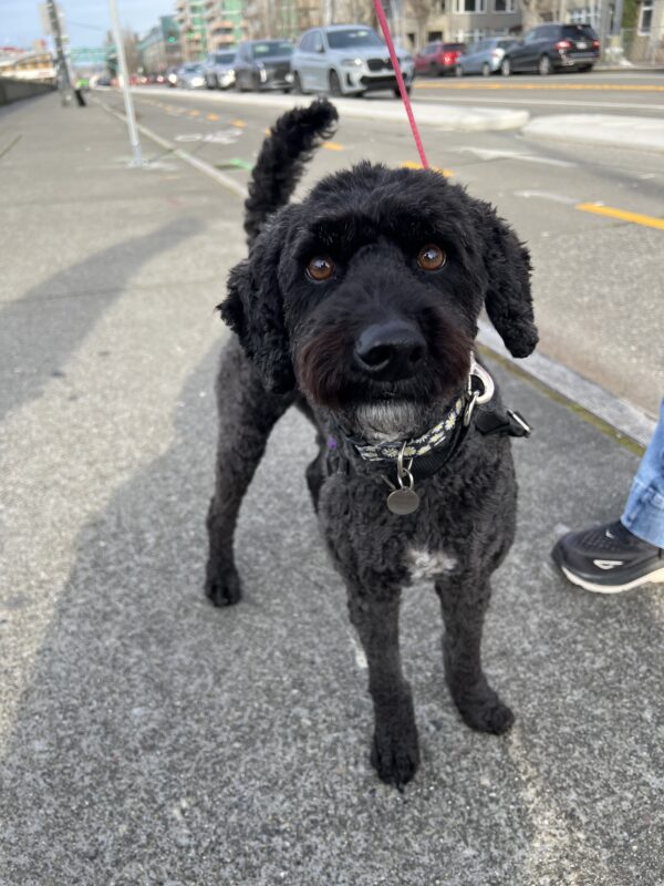 You do kinda smell like bacon, though. Did you have breakfast recently? Black Labradoodle With Little White Goatee