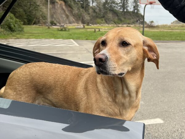 Mixed Breed Dog In Back Of Car