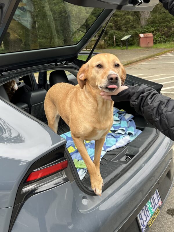 Unknown Mixed Breed Dog Sticking Out Her Tongue While Someone Scratches Her Chin