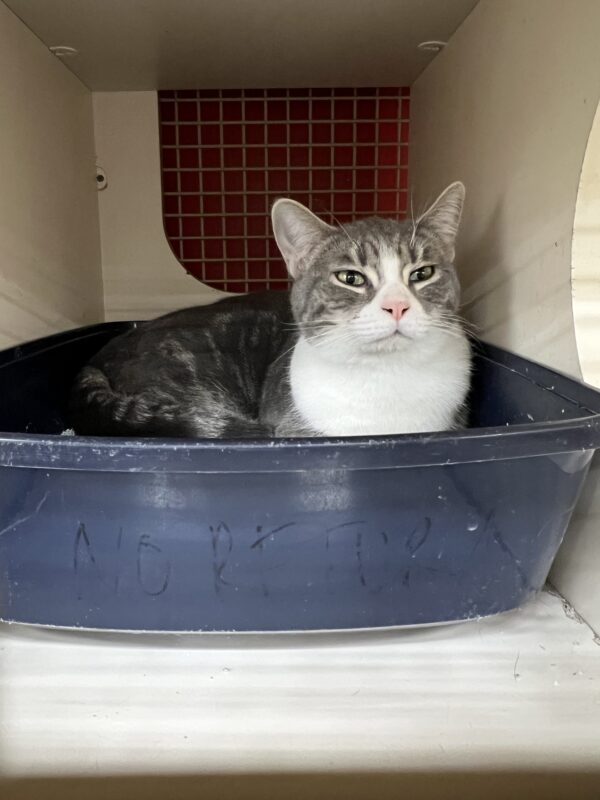 How. DARE. You. Grey And White Tiger Tabby Sitting In A Litterbox