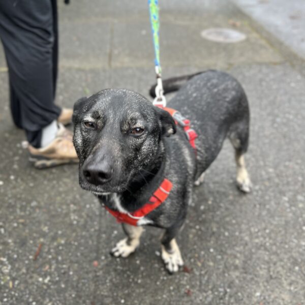 Belgian Malinois Pembroke Welsh Corgi Mix