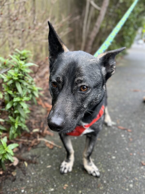 Belgian Malinois Pembroke Welsh Corgi Mix