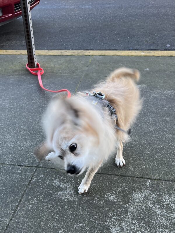 Small Scruffy Pup Shaking Himself