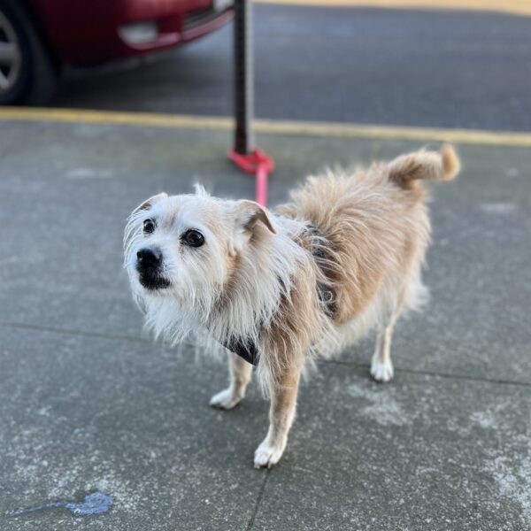 Small Scruffy Terrier Mix