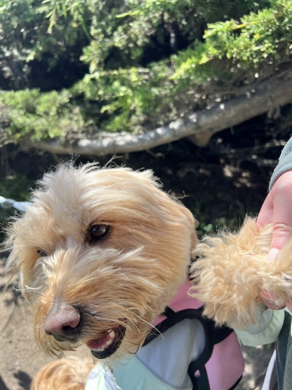 Sigh. Nobody understands the urgency here! Goldendoodle