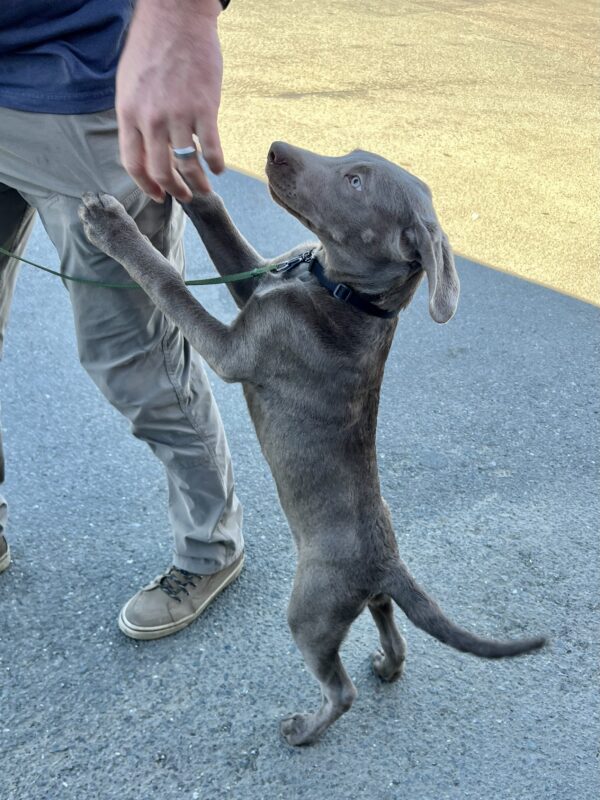 Silver Labrador Retriever Puppy Jumping Up On Man's Leg
