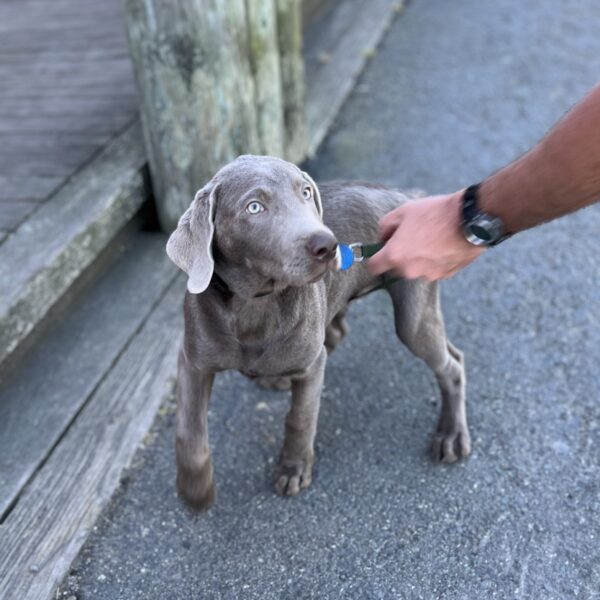 Silver Labrador Retriever Puppy