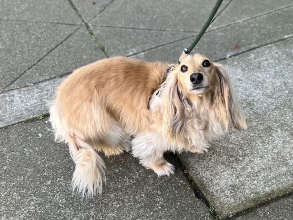 Long-Haired Miniature Dachshund