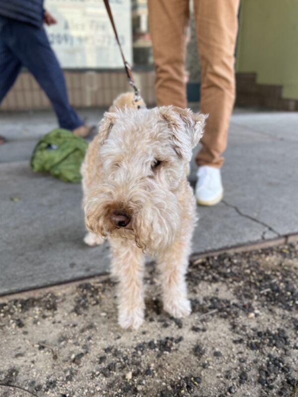 Lakeland Terrier