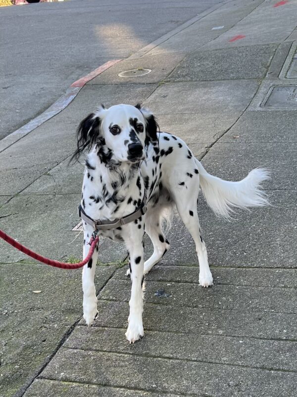 Dalmatian With Fuzzy Ears