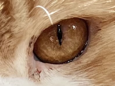 Close Up Of Golden Cat's Eye
