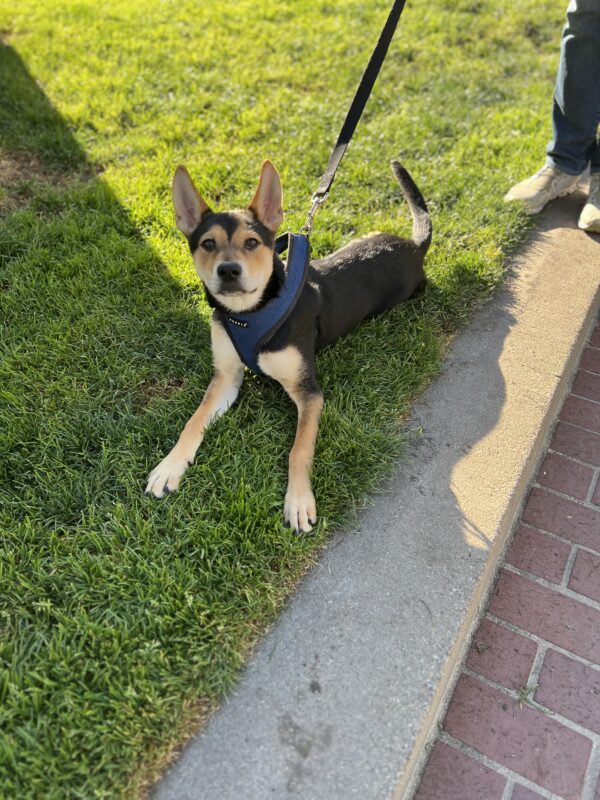 German Shepherd Mix Puppy