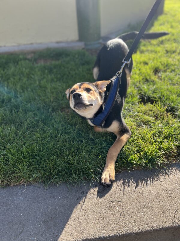 German Shepherd Mix Puppy Being Silly