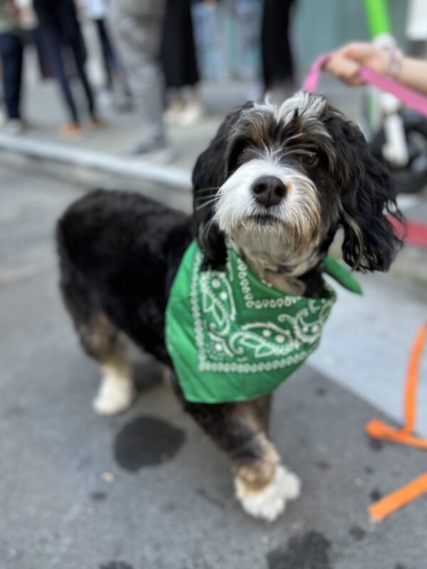 Small Bernadoodle In A Green Bandana