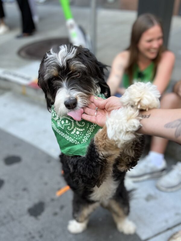 Bernadoodle Licking Woman's Hand