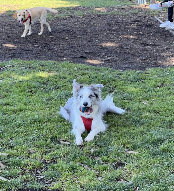 I don't always play fetch, but when I do, I play it with EVERYONE. Blue Merle Border Collie With A Ball