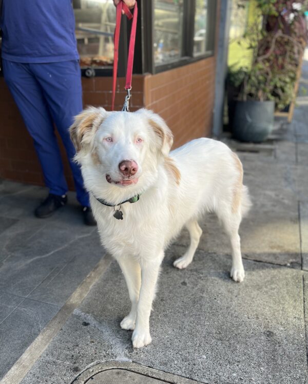 Quick take the picture! Quick! Almost Completely White Australian Shepherd Mix
