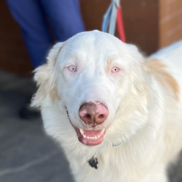 Okay! Can we play now? Smiling Almost Completely White Australian Shepherd Mix