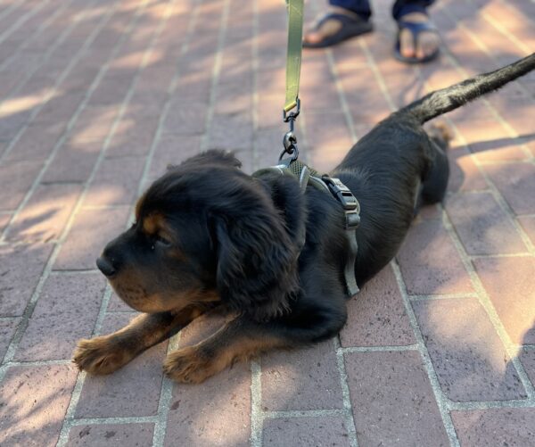Cocker Spaniel Shar Pei Puppy