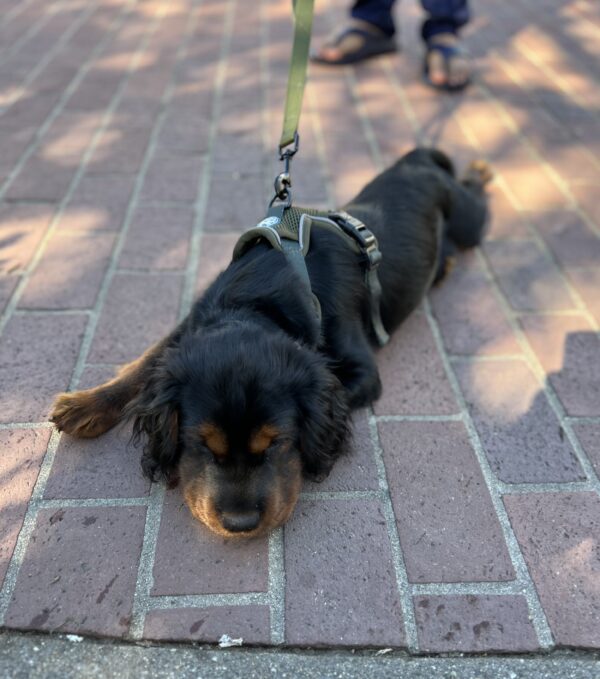 Shar Pei Cocker Spaniel Mix Puppy Lying On Bricks