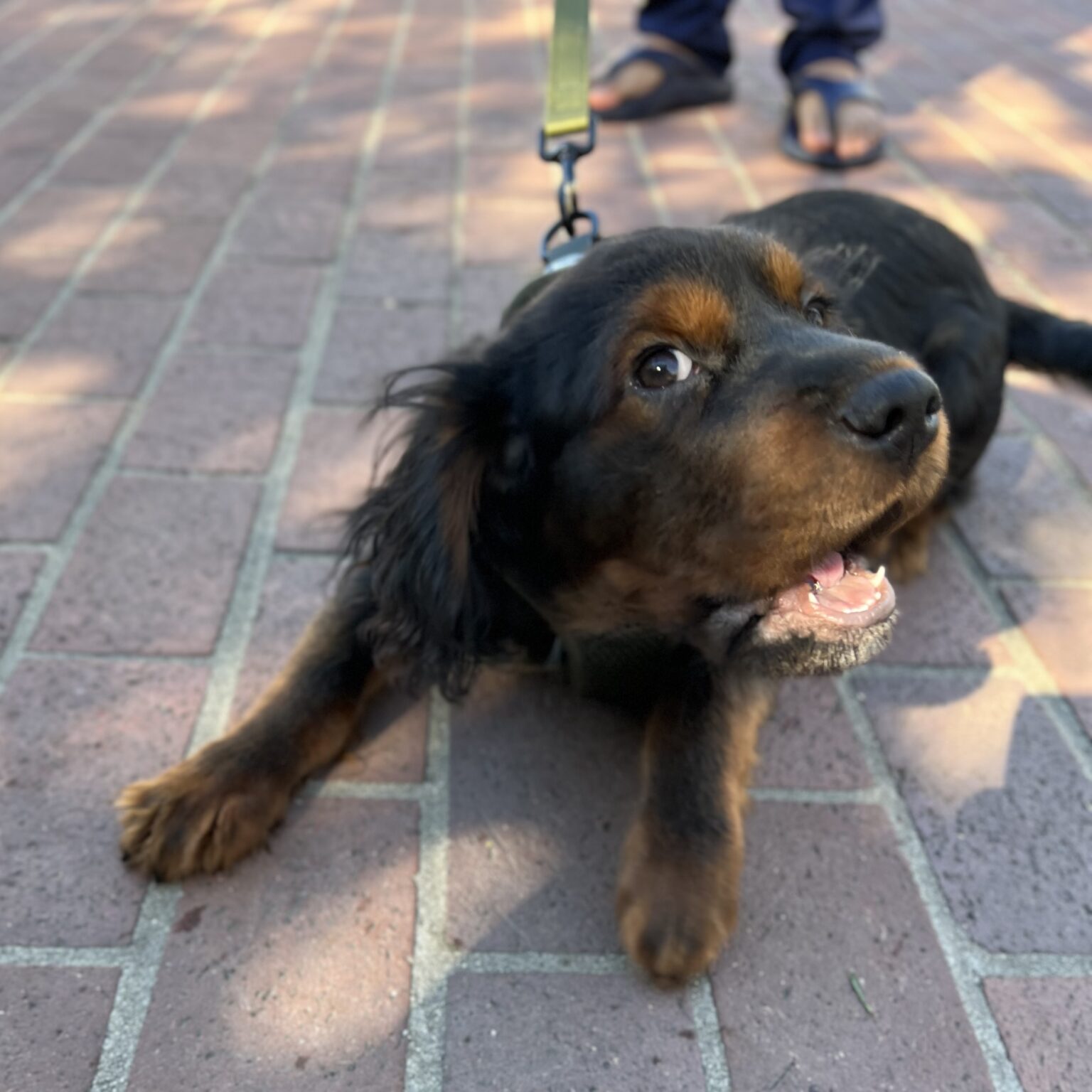 Cocker Spaniel Shar Pei Mix Puppy Barking