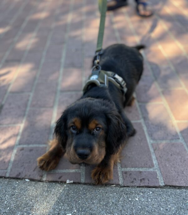 Shar Pei Cocker Spaniel Mix Puppy Looking Sad