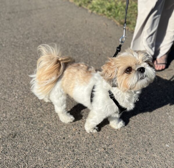 But he MISSED, momma! Shih Tzu