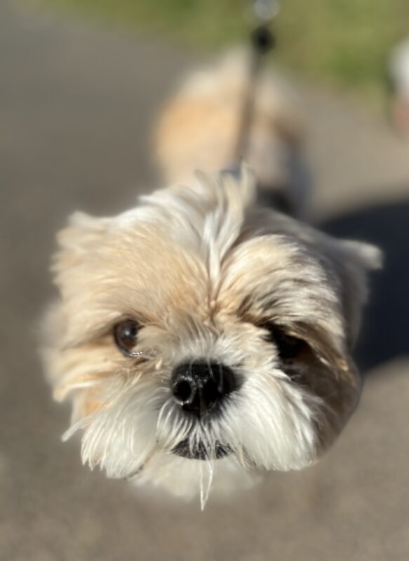 Doesn't that mean you should post NEXT year on my birthday? Shih Tzu Sniffing Camera
