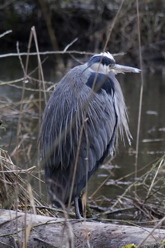 Great Blue Heron