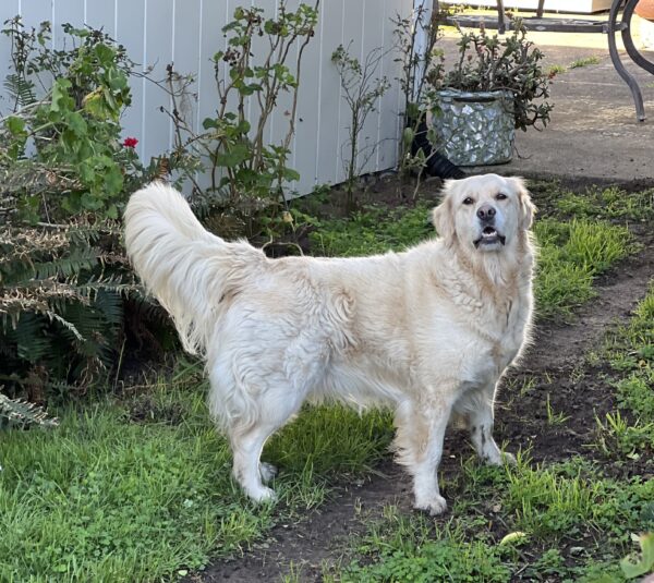 No belly rubs from unauthorized personnel! Golden Retriever Looking Watchful