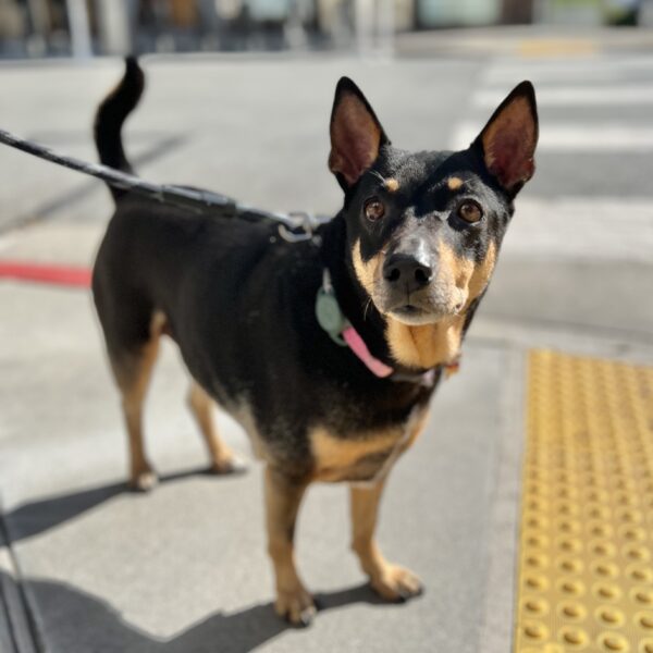 Small Mutt Looking Sad