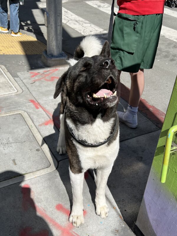 Akita Looking Blissed Out
