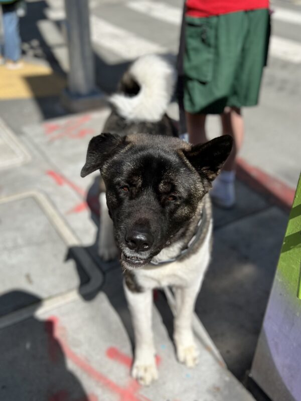 Akita With One Floppy Ear