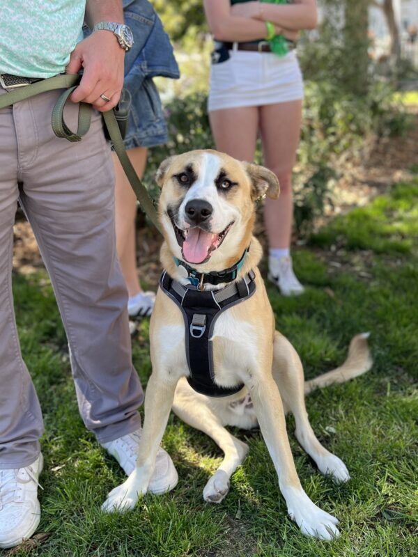 Siberian Husky Labrador Retriever Mix