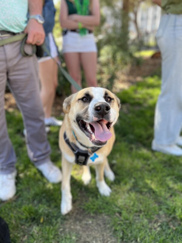 Siberian Husky Labrador Retriever Mix