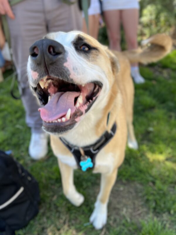 Siberian Husky Labrador Retriever Mix