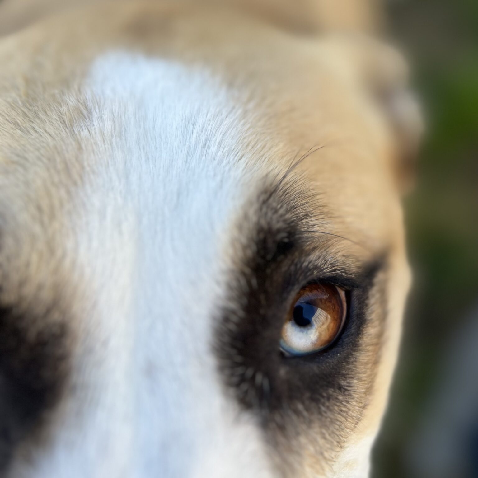 Siberian Husky Labrador Retriever Mix's Eye